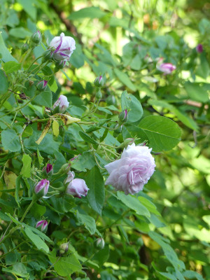 2021-06-18 Rosen 'Amélie la Bête' 3.jpg