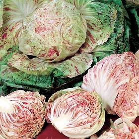 cicoria_varieg._di_Chioggia.jpg