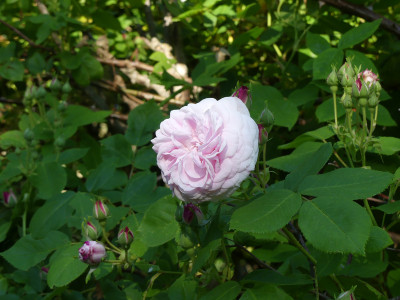 2021-06-18 Rosen 'Amélie la Bête' 1.jpg