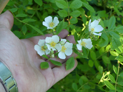 2021-06-18 Rosen Sämling 1.jpg