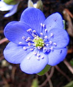 Hepatica-nobilis_1-Leberbluhmchen-.JPG