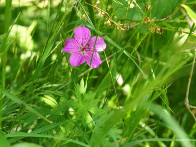 Geranium Überraschung P6170479.JPG