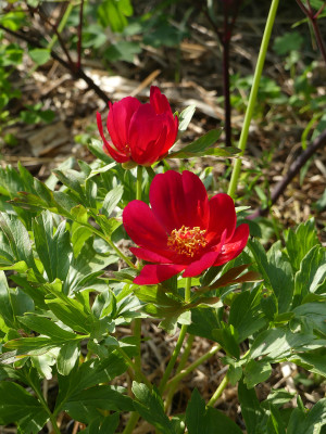 2021-06-16 Paeonia mascula 1.jpg