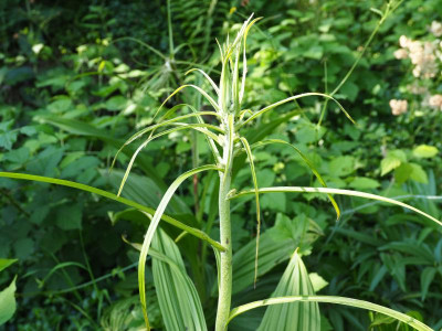 Veratrum nigrum P6170484.JPG