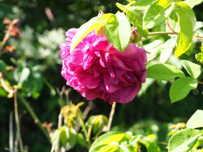Rosa Centifolia Tour de Malakoff P6170493.JPG