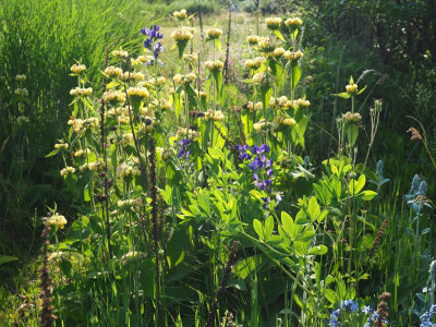 Baptisia Phlomis P6170495.JPG