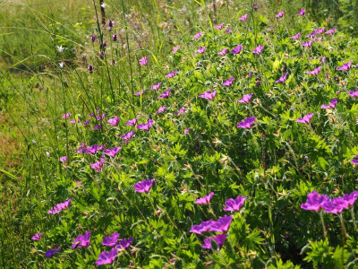 Geranium Sanguineum Tiny Monster P6170497.JPG