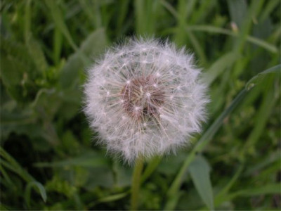 Pusteblume.jpg