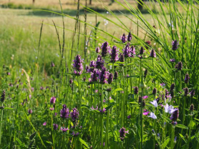 Stachys officinalis P6170498.JPG
