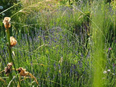 Lavandula P6170502.JPG
