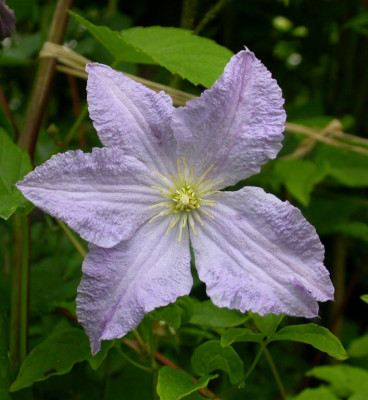 Clematis_Blekitny_Aniol.jpg