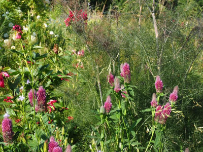 Trifolium rubens P6170507.JPG