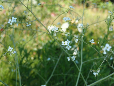 Crambe cordifolia P6170510.JPG