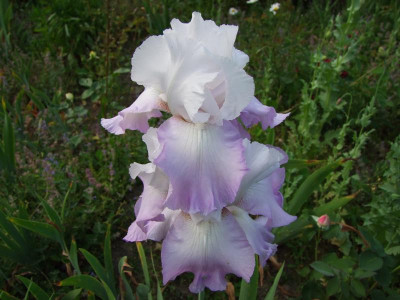 2021_0320JuniIrisRosen0231.jpg