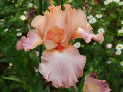 2021_0320JuniIrisRosen0002.JPG