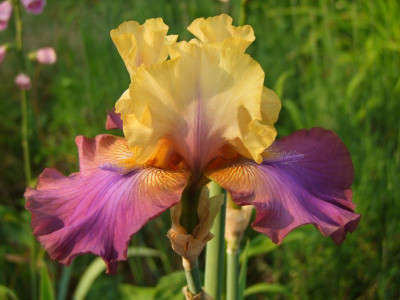 2021_0320JuniIrisRosen0090.JPG