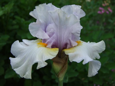 2021_0320JuniIrisRosen0373.JPG