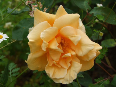 2021_0320JuniIrisRosen0003.JPG