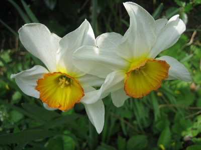 Flower_Record_43801.jpg