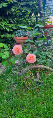 20210619_065959.jpg