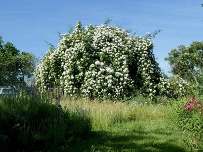 multiflora.jpg