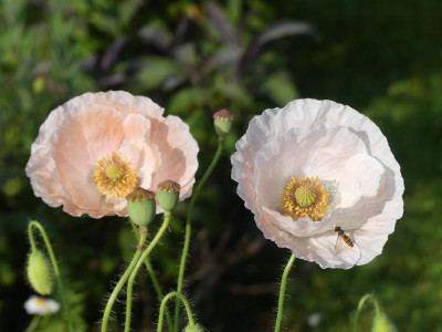 2021_0619RosenRitterspornJuni0388.JPG