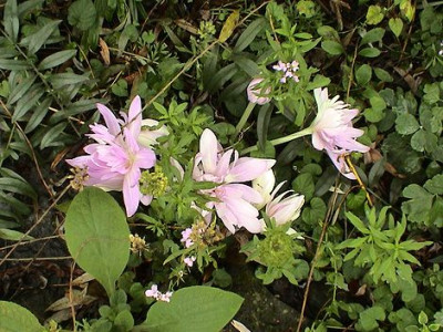 Colchicum_Water_Lilly.jpg