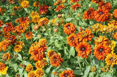 Indian_Summer_II_13.7.-021.jpg