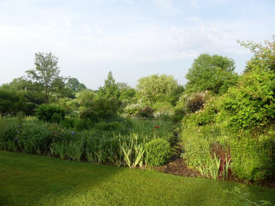 2021_0619RosenRitterspornJuni0077.JPG