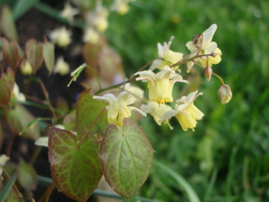 Epimedium07.jpg