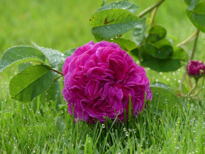 2021_0619RosenRitterspornJuni0142.JPG