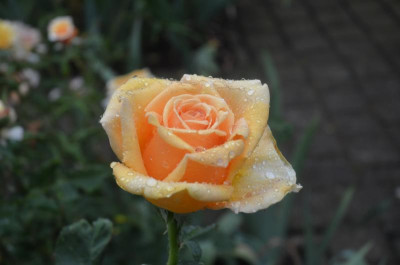 D7423.JPG