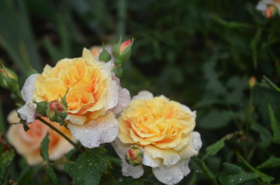 D7424.JPG