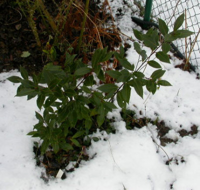 Lorbeer_2006.jpg