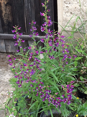 2021-06-19 Penstemon.JPG