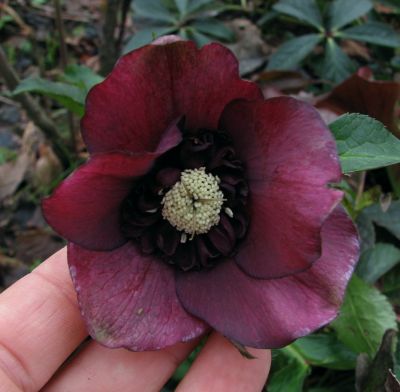 purpur_Anemone.jpg