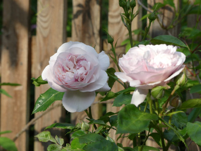 2021-06-19 Rosen 'Herkules' 1.jpg