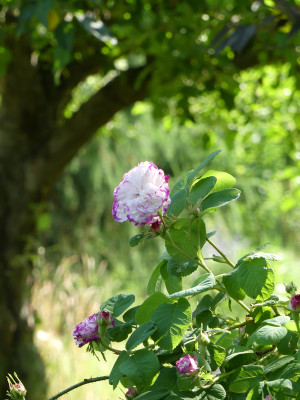 2021-06-19 Rosen 'Leda' 1.jpg