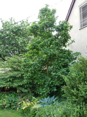 2021-06-19 Magnolia 'Genie' 1.jpg