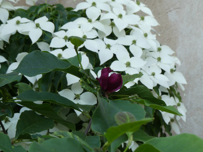 2021-06-19 Magnolia 'Genie' 2.jpg