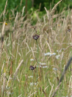2021-06-19 Gartenimpressionen 1.jpg