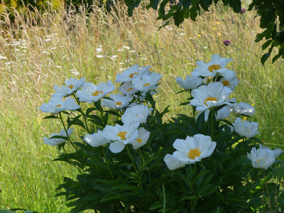 2021-06-19 Gartenimpressionen 2.jpg