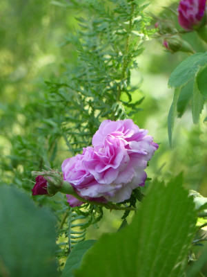 2021-06-19 Gartenimpressionen 3.jpg