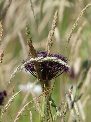 2021-06-19 Gartenimpressionen 4.jpg