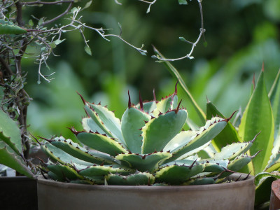 2021-06-19 Gartenimpressionen 6.jpg