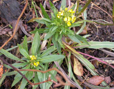 Erysimum_cheiri_im_Februar.jpg