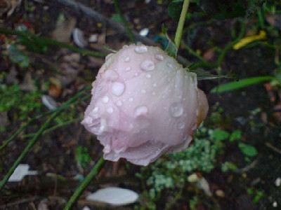cymbaline_januar_08_1.jpg