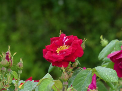 2021_0619RosenRitterspornJuni0093.JPG