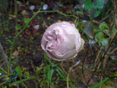cymbaline_januar_08_2.jpg