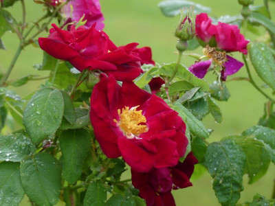 2021_0619RosenRitterspornJuni0092.JPG